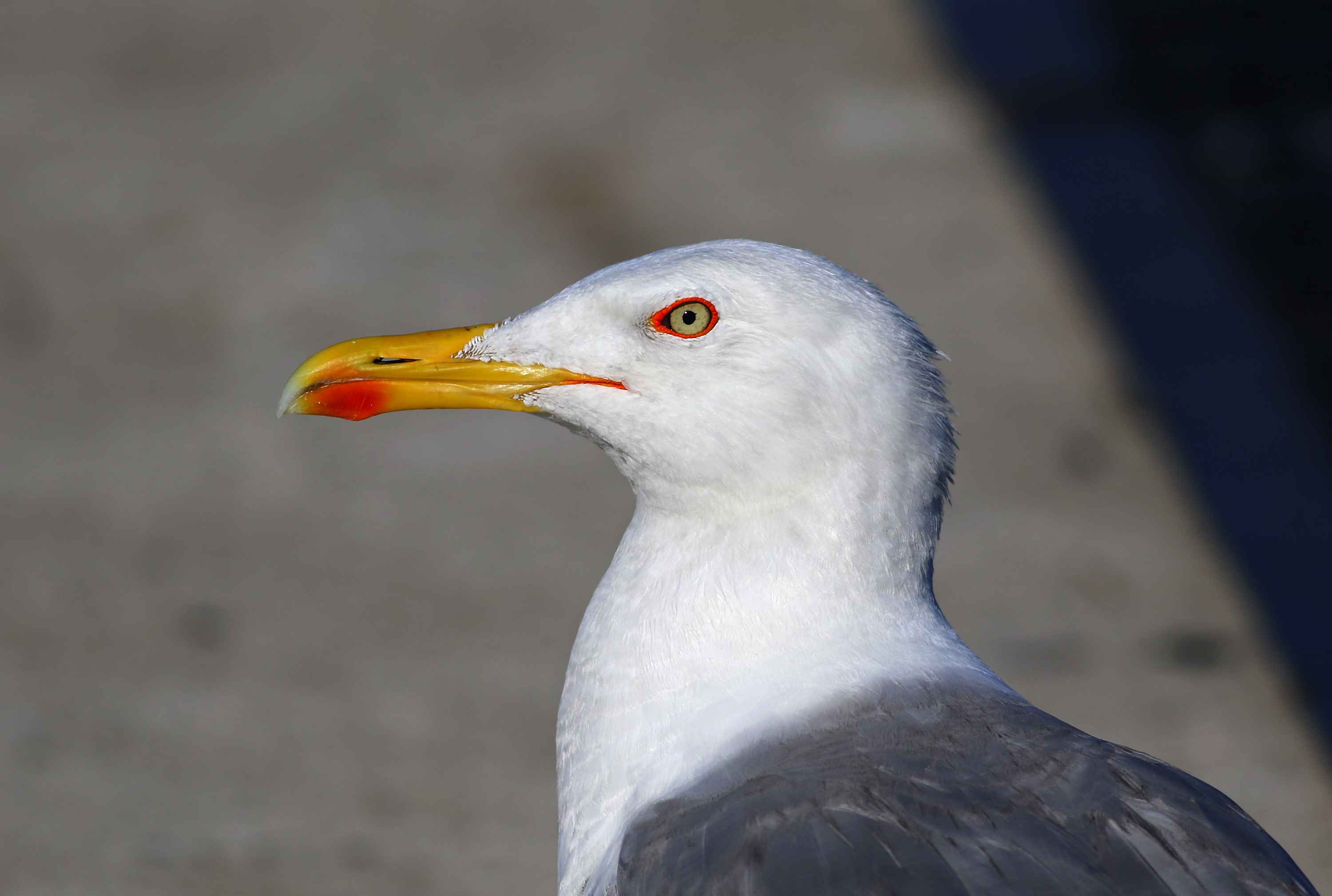 Yellow-legged Gull